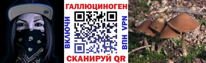 Купить  Покачи  Галлюциногенные грибы Psilocybine cubensis 